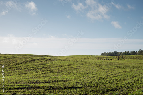 beautiful freshly cultivated green crop field