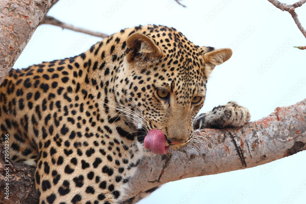 Fototapeta premium African Leopard