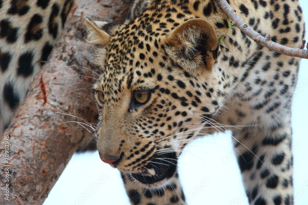 African Leopard