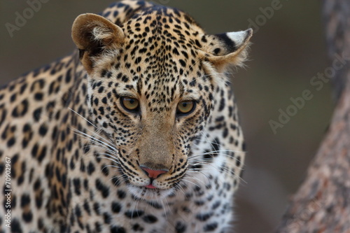 African Leopard © julianwphoto