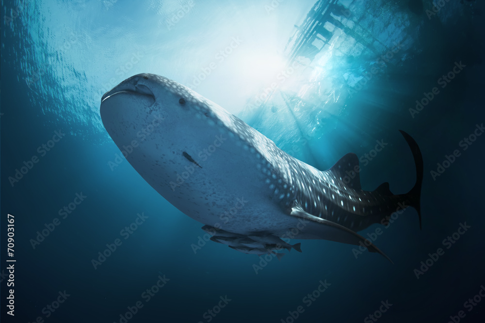 Obraz premium Whale Shark
