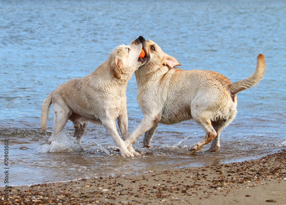 labradors at the sea playing with a ball