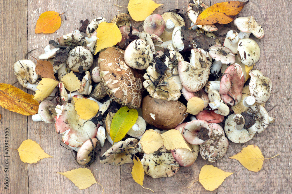 Fototapeta premium Many raw edible mushrooms on brown wooden boards