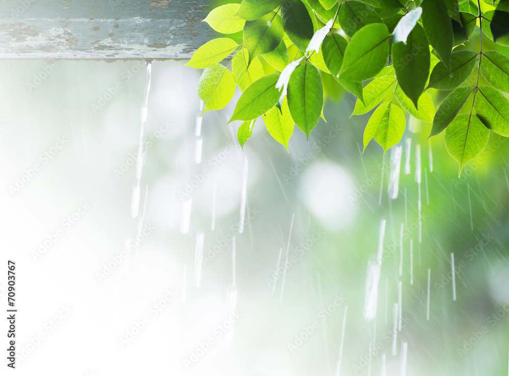 Fotografie Close up leaves in rainy day