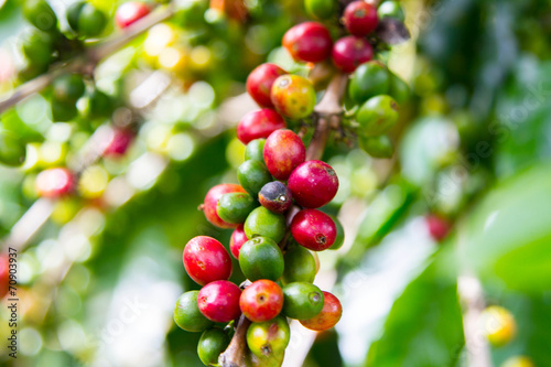 Ripe coffee beans (cherries)