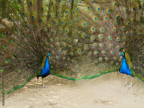 Blue peafowl photo