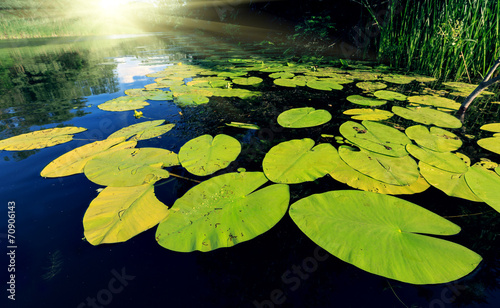 Fotografia Big water lily leafs