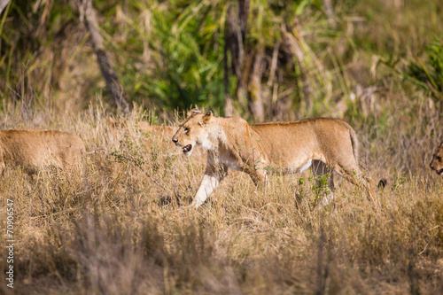 Pride of lions walking in Africa