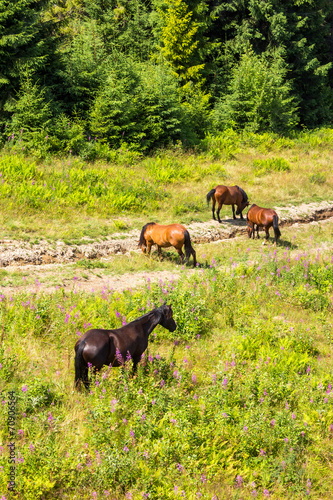 Horses by the road at the forest edge