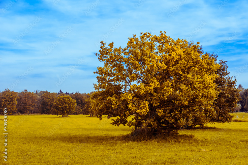 autumn . oak  tree