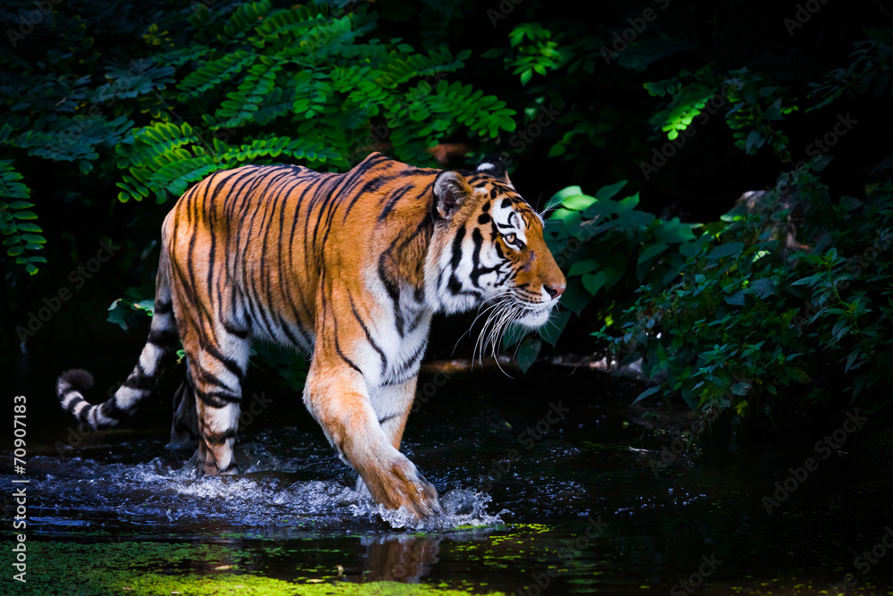 Fototapeta premium Tiger in water.