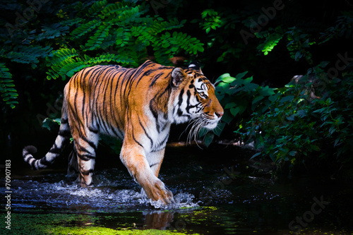 Tiger in water.
