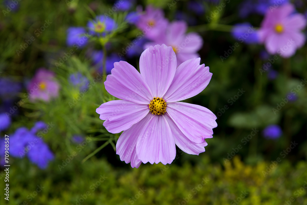 Fototapeta premium Flowers