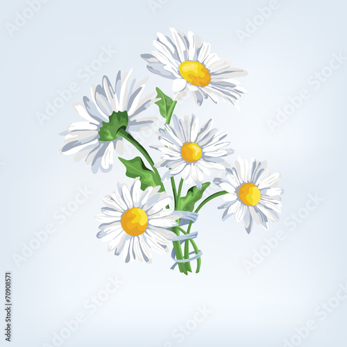 Bouquet camomile with ribbon. Greeting card with beautiful flowe