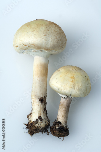 Waldchampignon, Wald-Champignon, Agaricus, silvaticus,