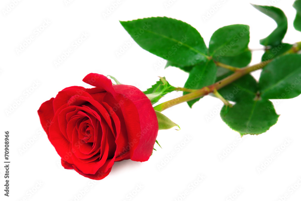 Naklejka premium Beautiful red rose on white background