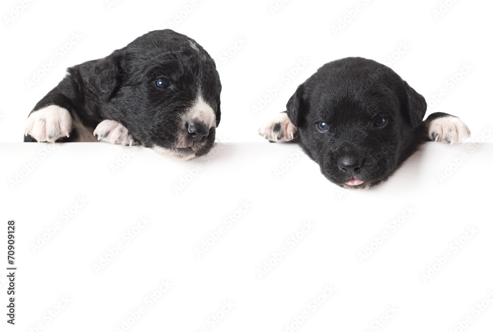 Two Mexican xoloitzcuintle puppies