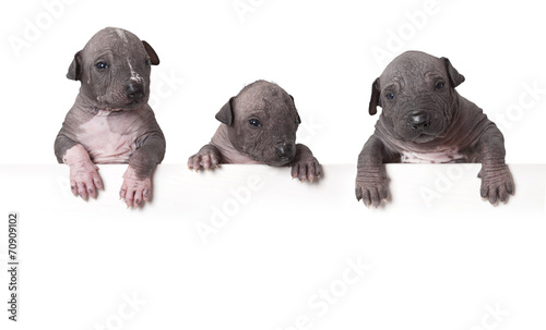 Hairless xoloitzcuintle puppies © Alexey Kuznetsov