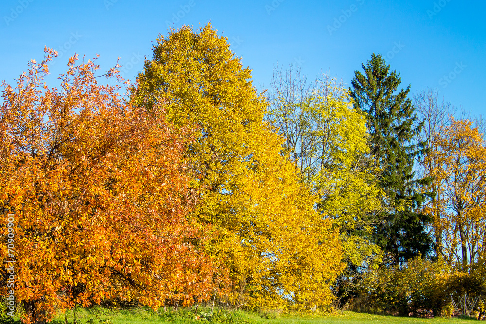 Bright colored autumn forest