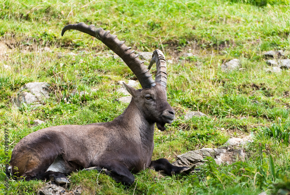 Steinbock