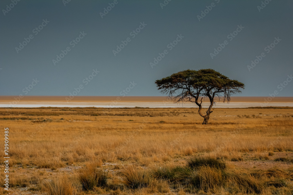 Obraz premium Safari in Africa