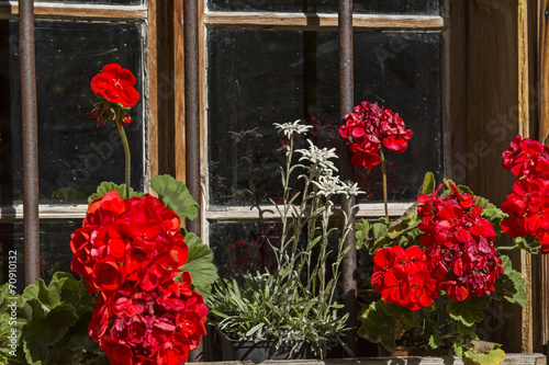 Fototapeta Naklejka Na Ścianę i Meble -  Blumenschmuck am Fenster
