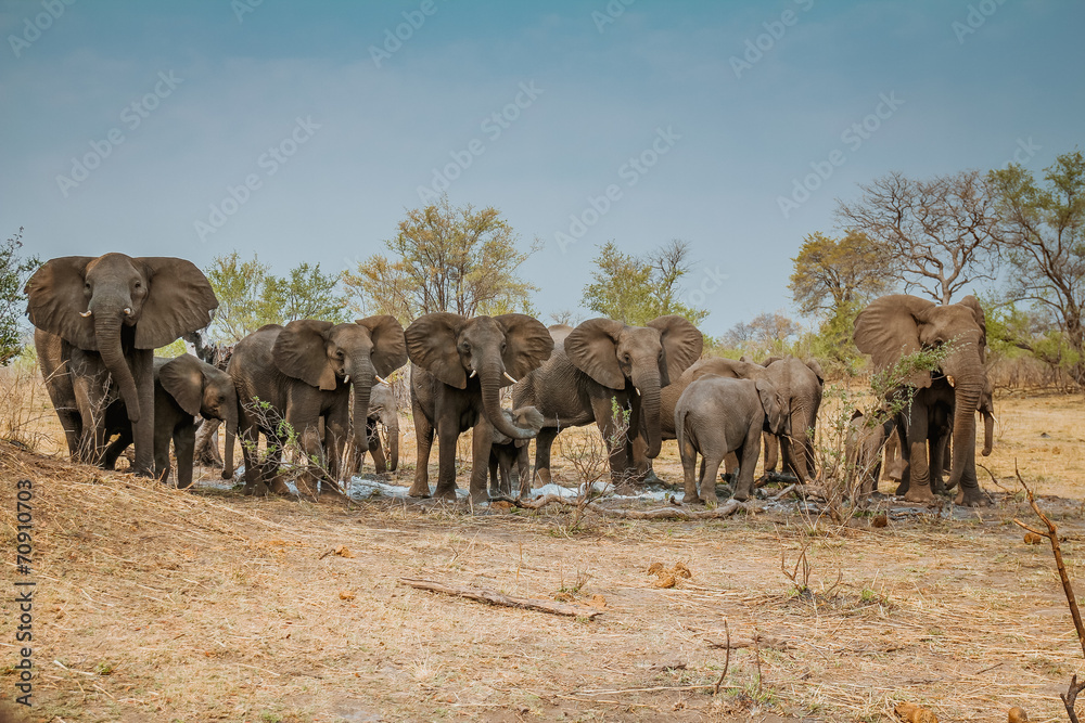 Obraz premium african elefant