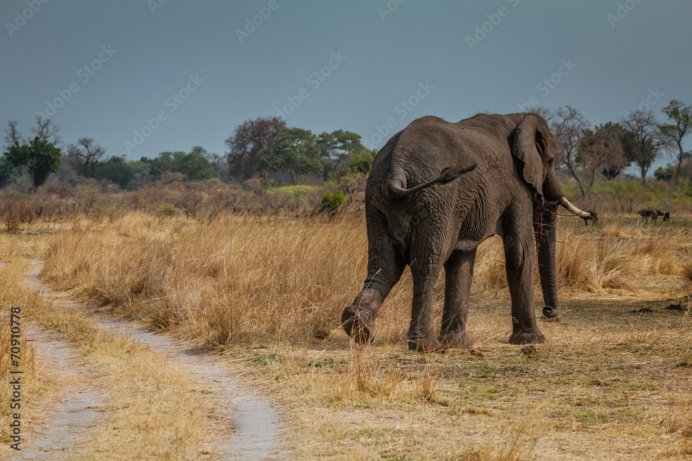 Fototapeta premium african elefant