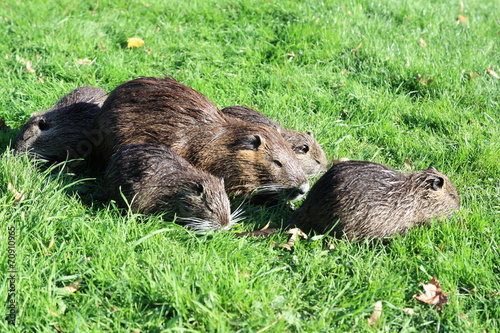 Nutria photo