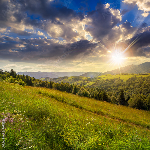 coniferous forest on a  mountain slope at sunset