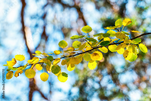 Autumn aspen leaves in gree...