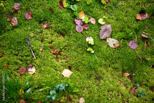 Moss with autumn forest