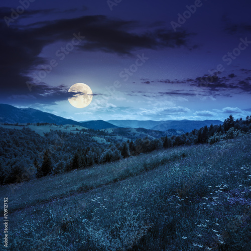 coniferous forest on a mountain slope at night