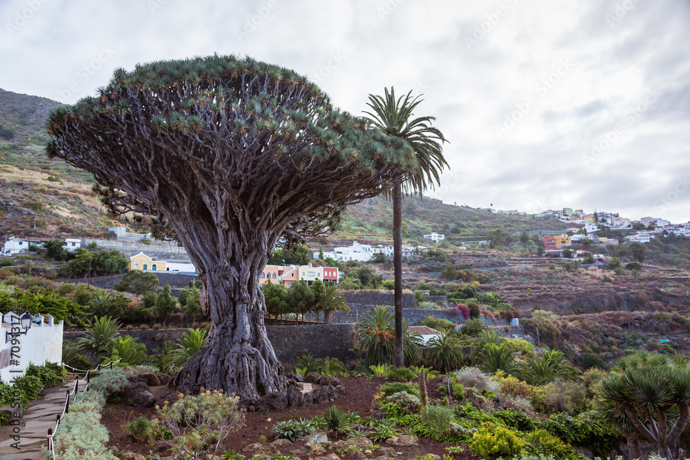 Fototapeta premium El Draco tree