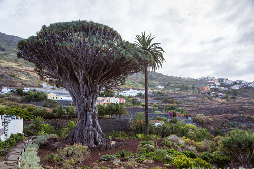 El Draco tree