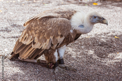 Vulture in the zoo
