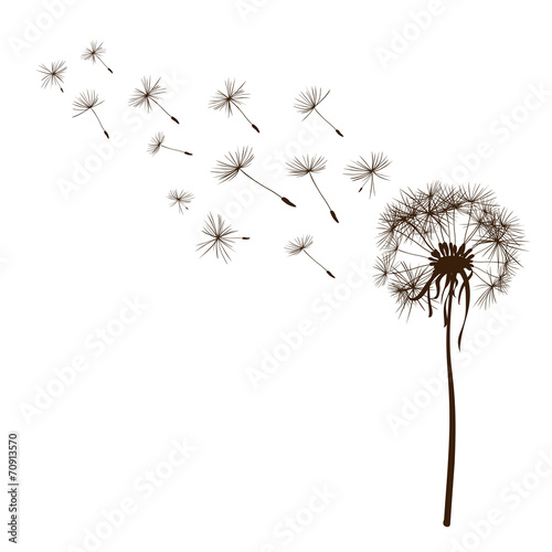 dandelions