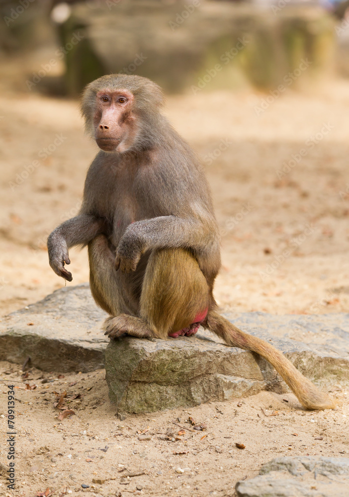 Fototapeta premium female hamadryas baboon portrait