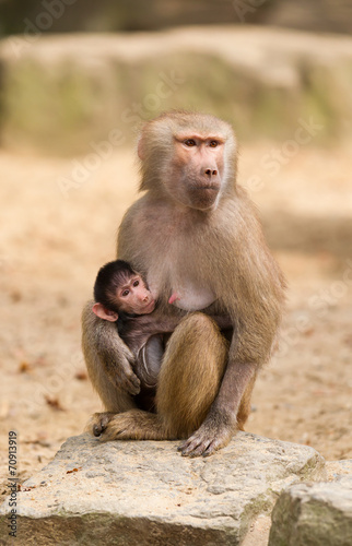 Baby hamadryas baboon with mother