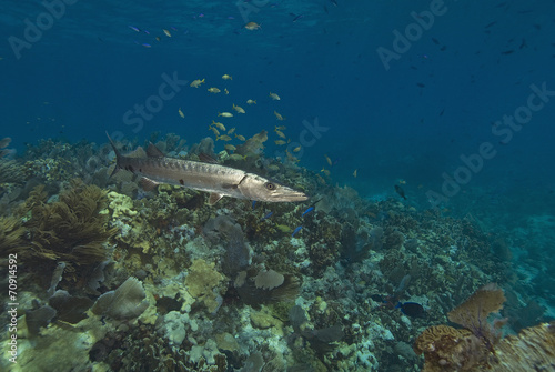 Barracuda at Florida Reef