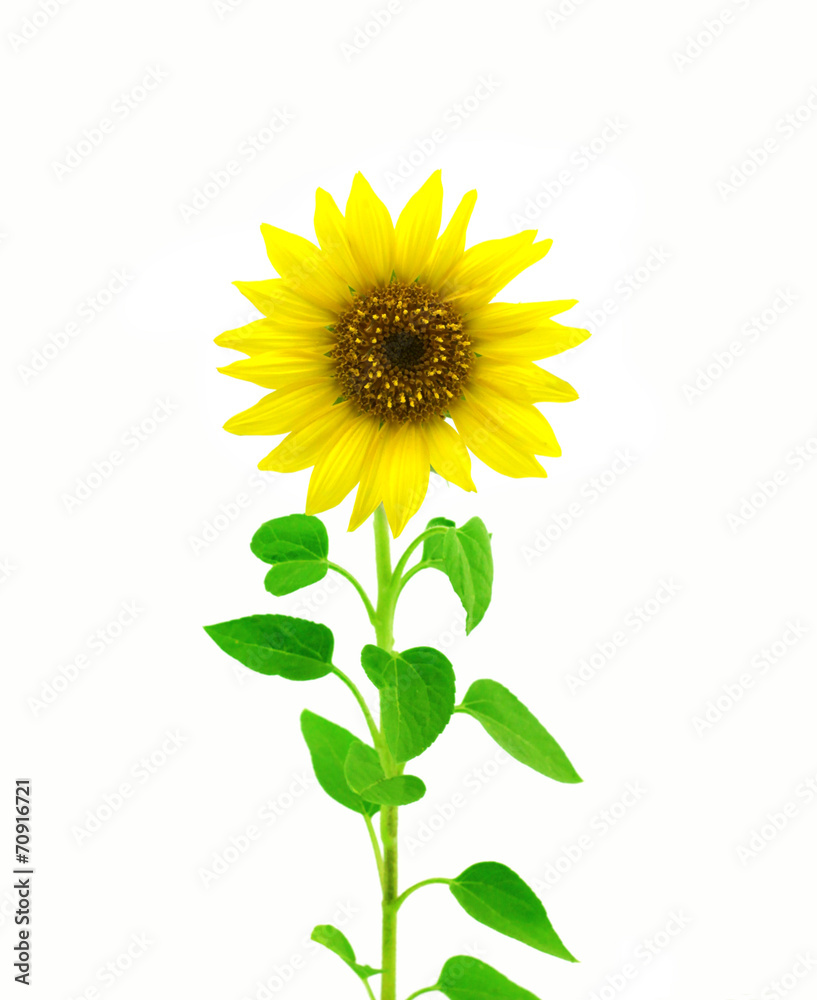 Fototapeta premium sunflower isolated on white