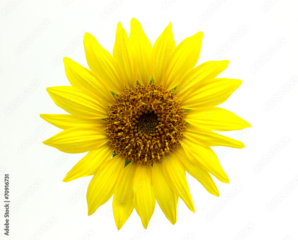 Naklejka premium sunflower isolated on white