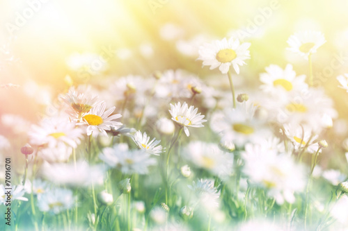 Fototapeta Naklejka Na Ścianę i Meble -  Meadow of daisy bathed in sunlight