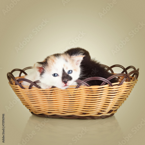 Two little kittens. Cat sitting in basket © IULIIA AZAROVA
