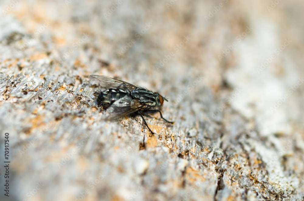 La mosca posada en el tronco