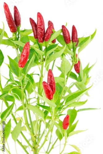 peperoncino rosso " Guarda Cielo"