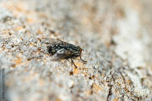 La mosca posada en el tronco © Manuel
