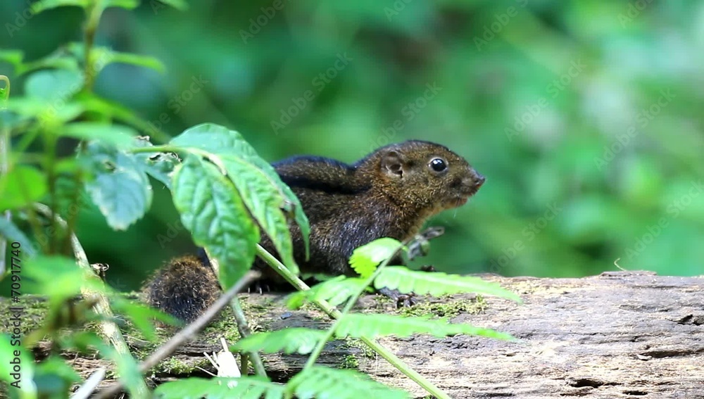 Three-striped Ground Squirrel (Lariscus insignis) in Mt.Kerinci Three-striped Ground Squirrel (Lariscus insignis) in Mt.Kerinci