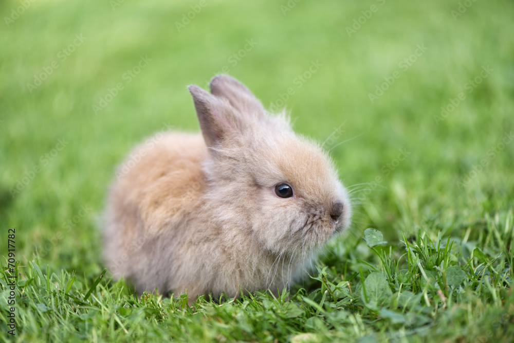 Naklejka premium Little rabbit on green grass