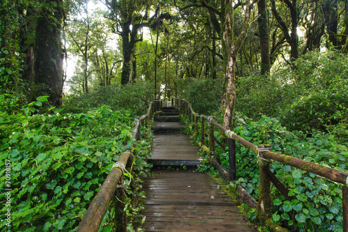 Pathway in the tropical rainforest